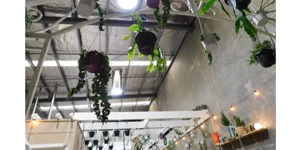 導光管創(chuàng)新植物室內栽培照明零能耗技術